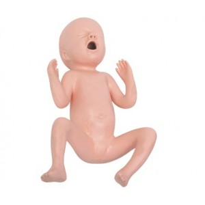 http://yuantech.de/177-238-thickbox/un-t331b-thirty-weeks-premature-infant-model.jpg