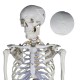 YA/L011 Human Skeleton Model 180cm Tall