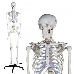 http://yuantech.de/212-901-thickbox/ya-l001-human-skeleton-model-180cm-tall.jpg