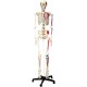 YA/L011B Human Skeleton Model with Hand Painted Muscles and Detailed Numbers 180cm Tall