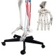 YA/L011B Human Skeleton Model with Hand Painted Muscles and Detailed Numbers 180cm Tall