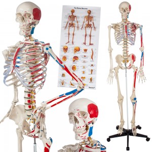 http://yuantech.de/214-586-thickbox/ya-l001b-human-skeleton-model-with-hand-painted-muscles-and-detailed-numbers-180cm-tall.jpg