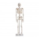 YA/L002 Human Skeleton Model 85cm Tall