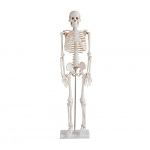 http://yuantech.de/215-273-thickbox/ya-l002-human-skeleton-model-85cm-tall.jpg