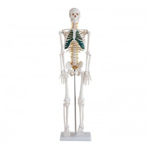http://yuantech.de/216-274-thickbox/ya-l002a-human-skeleton-with-spinal-nerves-85cm-tall.jpg