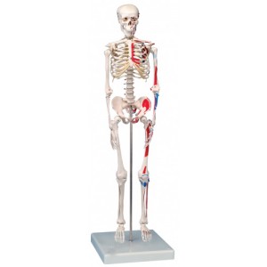 http://yuantech.de/219-277-thickbox/ya-l002c-human-skeleton-model-with-hand-painted-muscles-85cm-tall.jpg