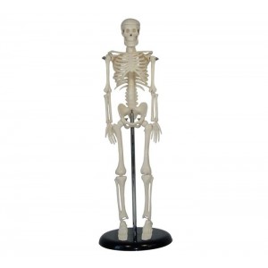 http://yuantech.de/220-278-thickbox/ya-l015-human-skeleton-model-45cm-tall.jpg