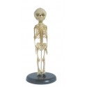 YA/L004 Fetus Skeleton Model