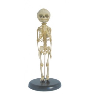 http://yuantech.de/221-279-thickbox/ya-l004-fetus-skeleton-model.jpg