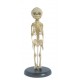YA/L004 Fetus Skeleton Model