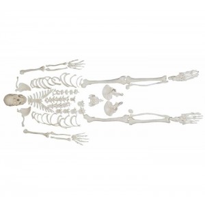 http://yuantech.de/223-281-thickbox/ya-l006-disarticulated-skeleton-with-skull.jpg