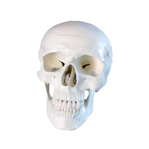 http://yuantech.de/232-587-thickbox/ya-l011-human-skull-model.jpg