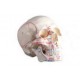 YA/L021C Human Skull with Hand Painted Numbers and Muscle