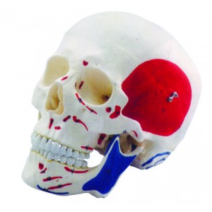 http://yuantech.de/236-588-thickbox/ya-l011d-human-skull-with-colored-and-painted-muscle.jpg