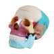 YA/L021F Human Colored Skull