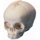 YA/L022 Fetus Skull Model