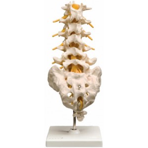http://yuantech.de/242-325-thickbox/ya-014-lumbosacral-vertebrae-and-nerves-model.jpg