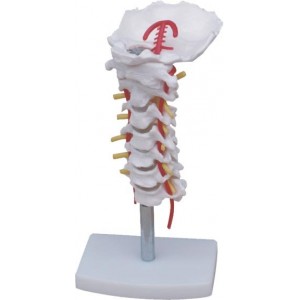 http://yuantech.de/244-291-thickbox/ya-l032-cervical-vertebral-column-with-neck-artery.jpg