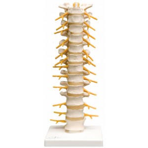 http://yuantech.de/245-327-thickbox/ya-l033-thoracic-vertebra-and-spinal-nerves-model.jpg