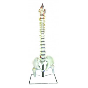 http://yuantech.de/249-590-thickbox/ya-l036-occipital-spine-model-with-pelvis-and-femur-head.jpg