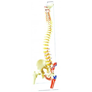 http://yuantech.de/250-591-thickbox/ya-l036a-painted-muscled-occipital-spine-model-with-pelvis-and-femur-head.jpg