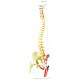 YA/L036A Painted Muscled Occipital Spine Model with pelvis and Femur Head