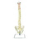YA/L037 Occipital Spine Model with  Pelvis