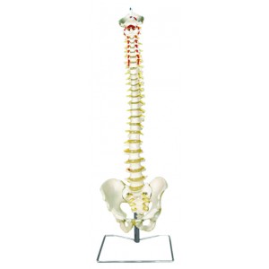 http://yuantech.de/251-592-thickbox/ya-l037-occipital-spine-model-with-pelvis.jpg