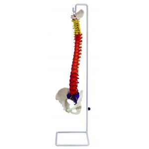 http://yuantech.de/252-593-thickbox/ya-l037f-colored-occipital-spine-model-with-pelvis.jpg