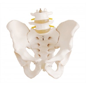 http://yuantech.de/272-302-thickbox/ya-l053-pelvis-with-2pcs-lumbar-vertebrae.jpg