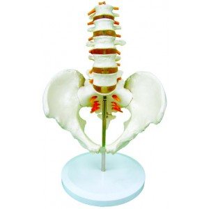 http://yuantech.de/273-600-thickbox/ya-l054-pelvis-with-5pcs-lumbar-vertebrae.jpg