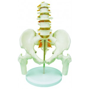 http://yuantech.de/274-601-thickbox/ya-l055-pelvis-with-5pcs-lumbar-vertebrae-and-femur-head.jpg