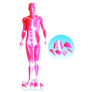 http://yuantech.de/275-603-thickbox/ya-l101-life-size-whole-body-muscle-model.jpg