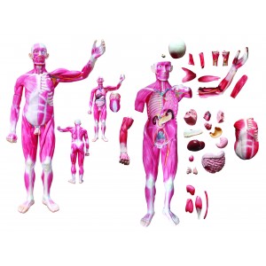http://yuantech.de/276-604-thickbox/ya-102-life-size-whole-body-muscle-model-with-inner-organs-29-parts.jpg
