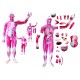 YA/L102 Life Size Whole Body Muscle Model with Inner Organs 29 Parts