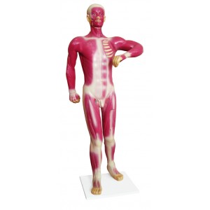 http://yuantech.de/279-606-thickbox/ya-105-human-superficial-motion-muscle-model-82cm-tall.jpg