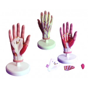 http://yuantech.de/287-611-thickbox/ya-l116-the-dissected-hand-model-4-parts.jpg