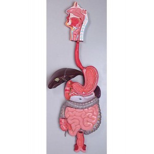 http://yuantech.de/299-357-thickbox/ya-d011-digestive-system-model.jpg