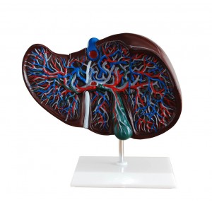 http://yuantech.de/312-626-thickbox/ya-d031a-liver-section-with-gallbladder.jpg