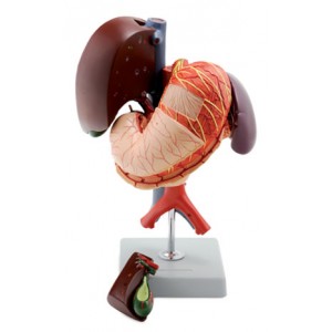 http://yuantech.de/315-370-thickbox/ya-d023-stomach-and-associated-organs-of-the-upper-abdomen-6-parts.jpg