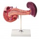 YA/D034 Pancreas,Duodenum and Spleen