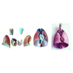 http://yuantech.de/330-636-thickbox/ya-r011-respiratory-system-model.jpg