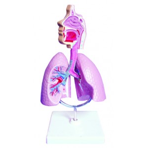 http://yuantech.de/331-637-thickbox/ya-r012-respiratory-system-model-.jpg