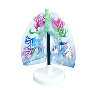 http://yuantech.de/339-647-thickbox/ya-r043-clear-lung-model.jpg