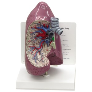 http://yuantech.de/340-646-thickbox/ya-r044-lung-model-1-part.jpg
