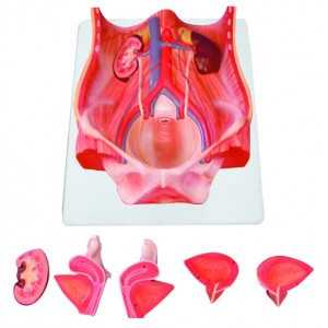 http://yuantech.de/350-655-thickbox/ya-u013-urinary-system-model.jpg