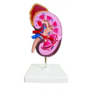 http://yuantech.de/357-658-thickbox/ya-u022b-kidney-with-adrenal-gland-1-part.jpg