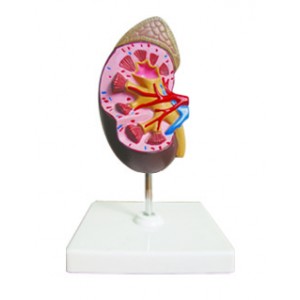 http://yuantech.de/358-659-thickbox/ya-u022c-mini-kidney-with-adrenal-gland.jpg