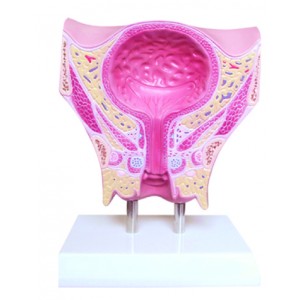 http://yuantech.de/365-664-thickbox/ya-u031a-female-pelvis-and-bladder-coronal-section.jpg
