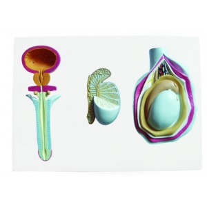 http://yuantech.de/370-669-thickbox/ya-u041-male-genital-organ-model.jpg